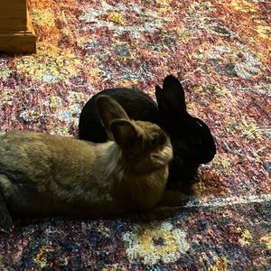 Meet your Posher, Frances